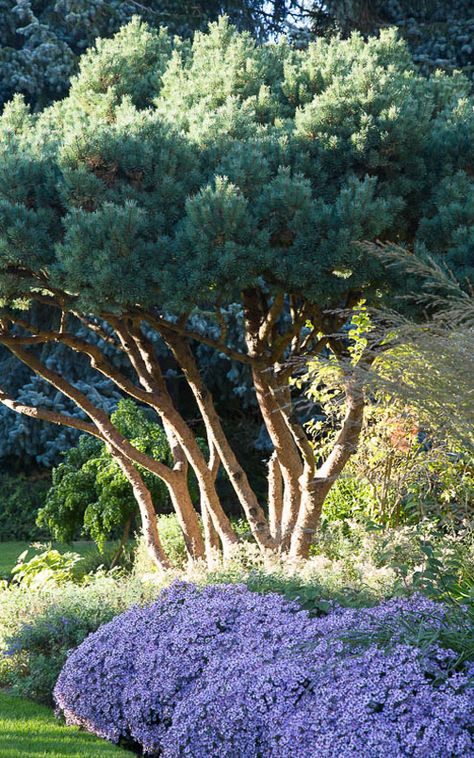 New Gardens, Bressingham Gardens, Pine Tree Garden, Pine Garden, Walden Pond, Conifers Garden, Naturalistic Garden, Pinus Sylvestris, Crepe Myrtle