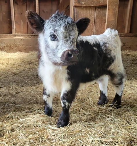 Mini Highland Cow, Miniature Cattle, Highland Cow, Cow