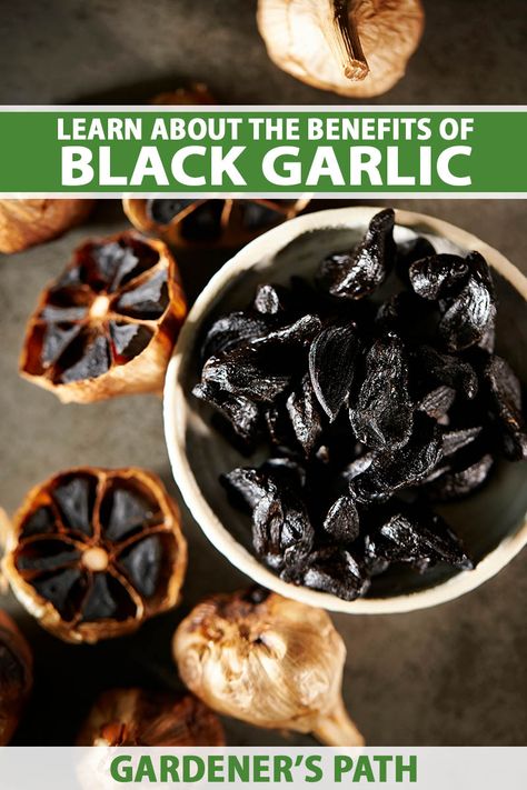 Garlic Oil Benefits, Garlic Supplements, Natural Antibiotic, Garlic Benefits, Cold And Cough Remedies, Black Garlic, Garlic Oil, Garlic Recipes, Natural Cough Remedies