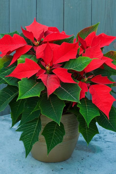 Poinsettia Care, Poinsettia Plant, Christmas Plants, Decoration Plante, Christmas Flowers, Hydrangea Flower, Decoration Design, Beautiful Christmas, Festival Decorations