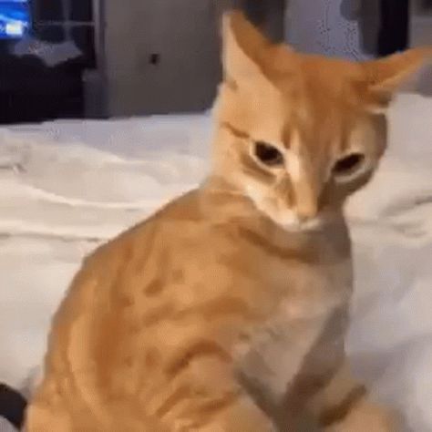 Cat Angry GIF - Cat Angry Meme - Discover & Share GIFs Cat Angry Meme Face, Angry Cat Memes Hilarious, Cat Gifs Funny, Angry Meme Funny, Happy Happy Happy Cat Gif, Angry Orange Cat, Laughing Cat Pointing At You, Cat Gifs Discord, Bombastic Side Eye Cat