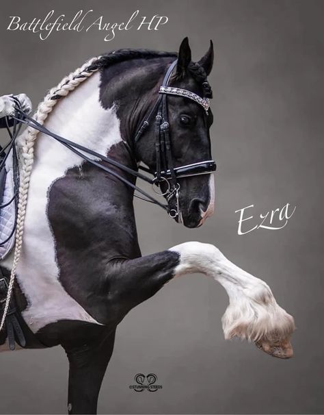 White Friesian, Unusual Horse, Friesian Stallion, Dutch Warmblood, Warmblood Horses, Beautiful Horse Pictures, Horse Anatomy, Pinto Horse, Fantasy Horses