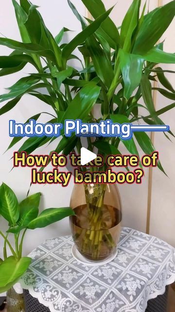 GardenHomeMania on Instagram: "How to take care of lucky bamboo #indoorplants #houseplants #homegarden #indoorgarden #garden #plants #luckybamboo" Bamboo Plant Indoor, Lucky Bamboo Care, Indoor Bamboo Plant, Bamboo Plant Care, Indoor Bamboo, Big Bamboo, Lucky Bamboo Plants, Bamboo In Pots, Indoor Plant Wall