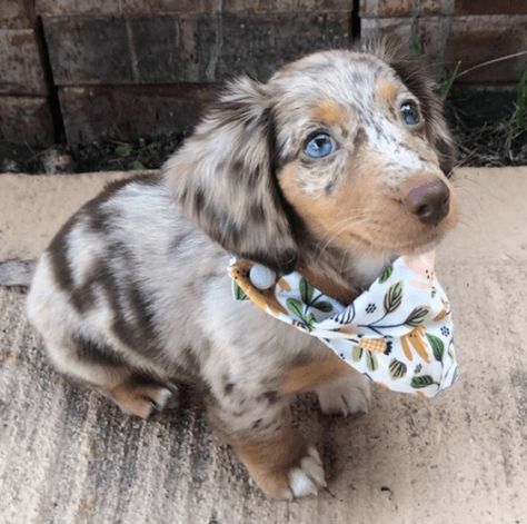 Miniature Dachshund Puppies For Sale | Dallas, TX Long Hair Dapple Miniature Dachshund, Mini Long Haired Dachshund Dapple, Long Hair Daschund Puppies, Dapple Dachshund Puppy For Sale, Mini Dash Hound, Mini Dachshund Puppies For Sale Near Me, Weener Dogs Puppies, Mini Dauchsands, Daushands Puppies