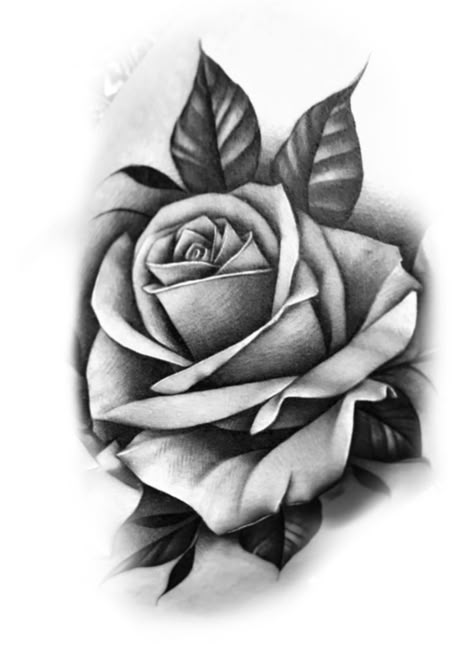 Curved Rose Tattoo Design, Rose Coverup Tattoo Design, Rose Black And White Tattoo, Realistic Rose Drawing, Money Rose Tattoo, Realistic Flower Tattoo, Rose Tattoo Stencil, Colour Tattoo For Women, Realistic Rose Tattoo