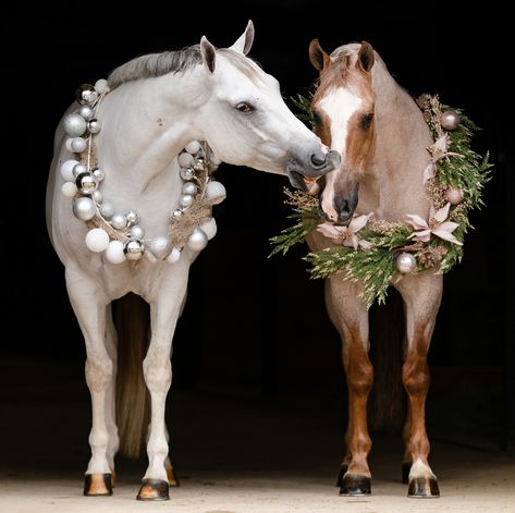 Christmas Horse Photoshoot, Horse Photography Poses, Horse Christmas, Christmas Horses, Christmas Shoot, Christmas Clothes, Photoshoot Props, Horse Crazy, Christmas Photoshoot