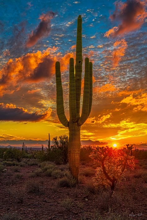 Arizona Background, Arizona Sunrise, Utah Parks, Desert Places, Desert Aesthetic, Friends Enjoying, Arizona Road Trip, Western Rustic, Desert Vibes