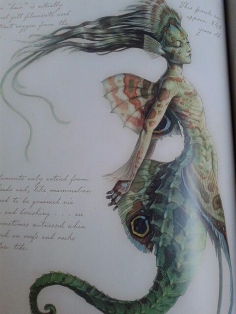 Mermaid from the Spiderwick chronicles field guide Spiderwick Chronicles, Creaturi Mitice, Creature Fantasy, Dengeki Daisy, Mythical Monsters, Buku Harry Potter, Samurai Tattoo, Seni Cat Air, Vampire Knight