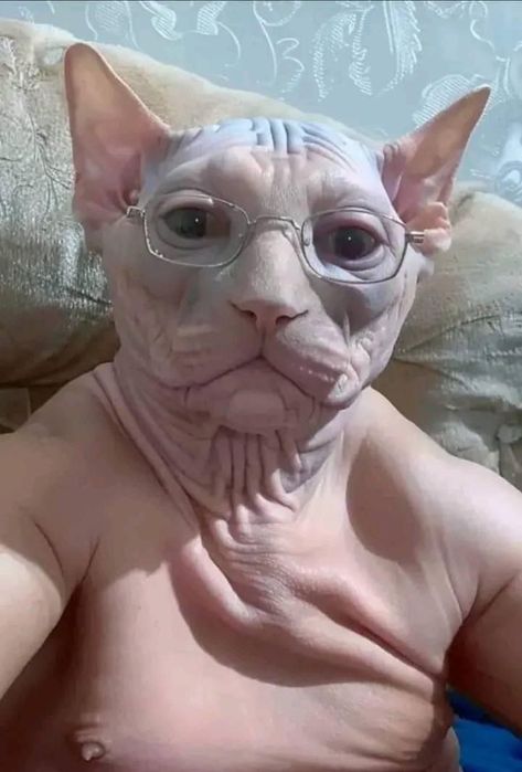 Cat With Eyelashes, Cat With Human Face, Cringe Pictures, Cat Funny Face, Cringe Photos, Funny Looking Animals, Surprised Cat, Jenaka Kelakar, Weird Photos