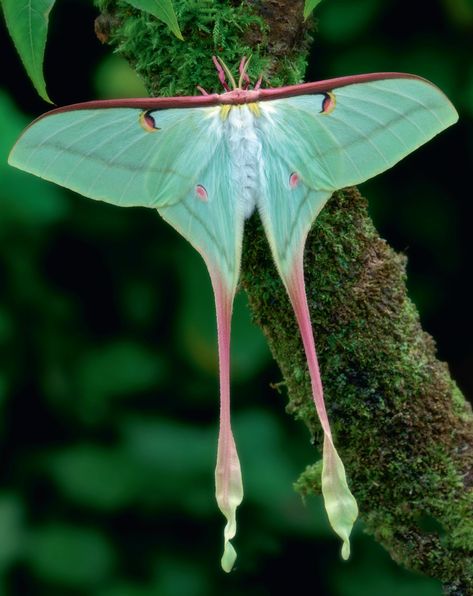 Chinese Luna Moth, Moth Species, Cute Moth, Lunar Moth, Insect Taxidermy, Cool Insects, Moth Wings, Moon Moth, Cool Bugs