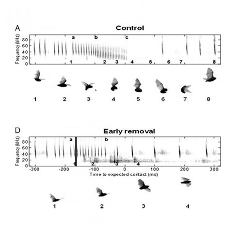 Bat Echolocation Bat Echolocation, All About Bats, Ap Environmental Science, Sensory Motor, Learning Targets, Ap Biology, Background Information, Animal Behavior, Sound Waves