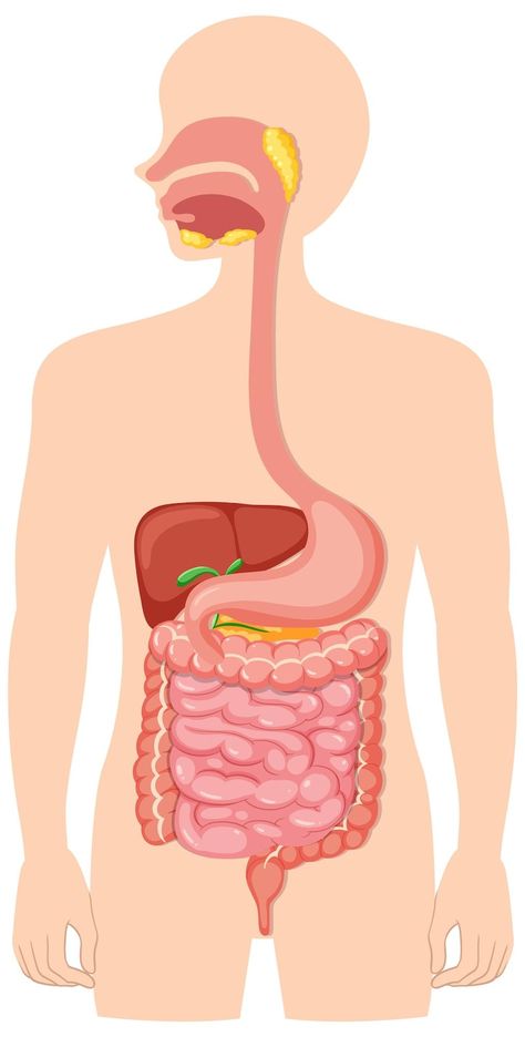 Free Vector | Human medical digestive system Human Systems Anatomy, Digestive System Drawing, Digestive System Poster, Stomach Diagram, Digestive System Parts, Digestive System Project, Digestive System Model, Biological System, Digestive System Diagram