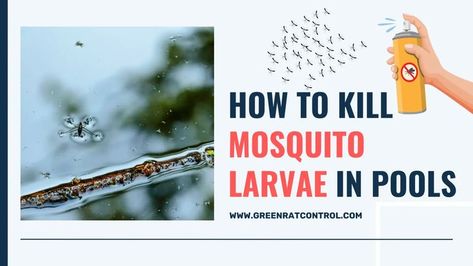 In this article, we will briefly describe, How can you kill mosquito larvae in pools and prevent your swimming pool from them? Kill Mosquito Larvae, Rat Control, Mosquito Larvae, Kill Mosquitos, Mosquito Control, Mosquito Repellent, Pesticides, How Can, Swimming Pool