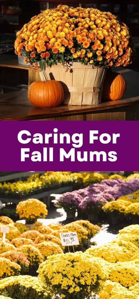 Mums In Front Of House, Art Landscape Ideas, Landscaping For Backyard, Mum Garden, Red Mums, Hardy Mums, Landscaping Around Pool, Cold Climate Gardening, Landscaping Logo