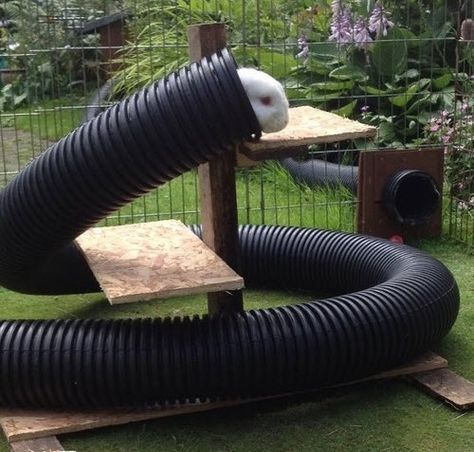 Plastic Pipe Rabbit Tunnel - petdiys.com Rabbit Tunnel, Rabbit Enclosure, Rabbit Habitat, Bunny Hutch, Bunny Room, Raising Rabbits, Pet Bunny Rabbits, Indoor Rabbit, Drain Pipes