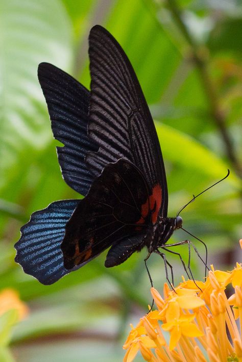 Great Mormon Butterfly (Papilio memnon agenor) male. Karon Beach, Phuket, Thailand Mormon Butterfly, Types Of Butterflies, Moth Caterpillar, Flying Flowers, Butterfly Photos, Beautiful Bugs, Butterfly Pictures, Red Butterfly, Butterfly Kisses