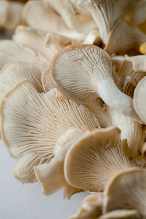 What are oyster mushrooms? How do you cook oyster mushrooms? All the details and more in this resourceful post about these delicate 'shrooms! Mushroom Side Dishes, Cooked Oysters, Mushroom Varieties, Types Of Noodles, Mushroom Images, Oyster Mushroom, Oyster Mushrooms, Edible Mushrooms, Dairy Free Eggs