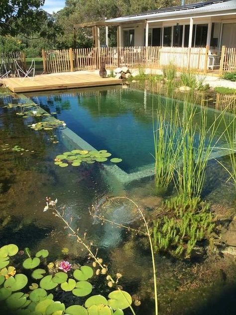 Diy Natural Swimming Pool, Pools Australia, Eco Pool, Pool Plans, Swimming Pool Pond, Bilik Idaman, Natural Swimming Ponds, Swimming Pond, Natural Pond