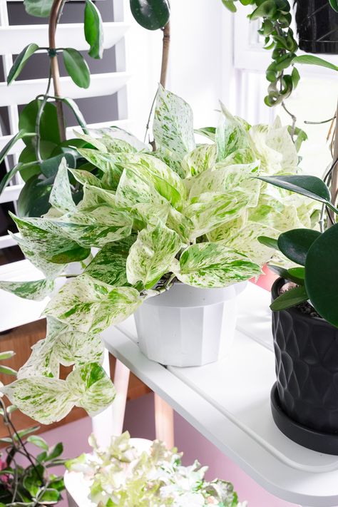 Snow Queen Pothos, Best Indoor Hanging Plants, Marble Queen Pothos, Plant Goals, Trendy Plants, Plant Hacks, Hanging Plants Indoor, Pothos Plant, Variegated Plants