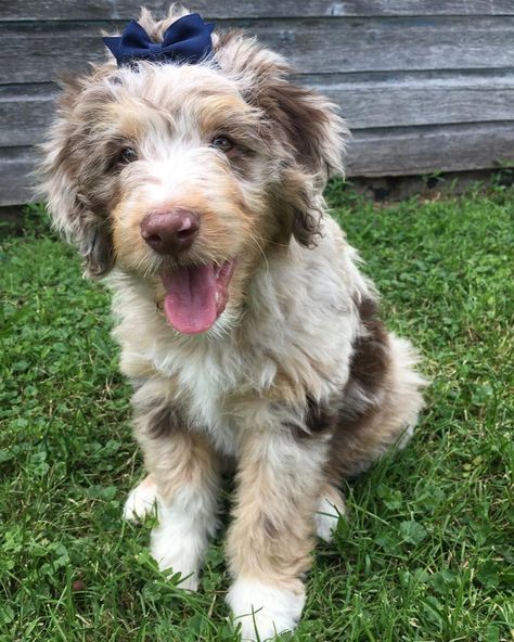 The Aussiedoodle is a mixed breed dog — a cross between the Australian Shepherd and Poodle dog breeds. Incredibly smart, playful, and loyal, these pups inherited some of the best qualities from both of their parents. Aussiedoodles go by several names, including Aussiepoo and Aussiepoodle. Despite their unfortunate status as a designer breed, you may find these mixed breed dogs in shelters and rescues. So please remember to adopt! Don’t shop! Brown Aussie, Mini Aussie Doodle, Puppy Aussie, Doodle Haircuts, Aussie Doodle Puppy, Doodle Grooming, Doodle Faces, Aussie Doodle, Corgi Cartoon