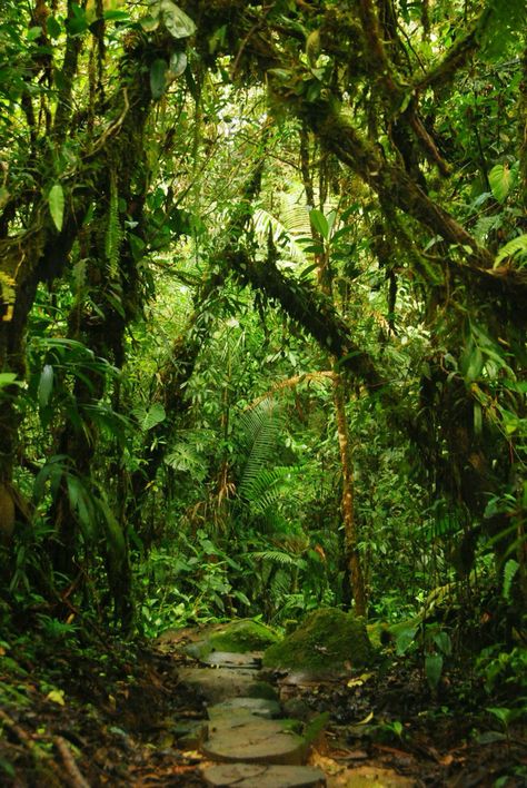 Jungle Photography, Amazon Forest, Jungle Gardens, Jungle Forest, Desain Editorial, Beautiful Scenes, Tropical Forest, Amazon Rainforest, Tropical Rainforest