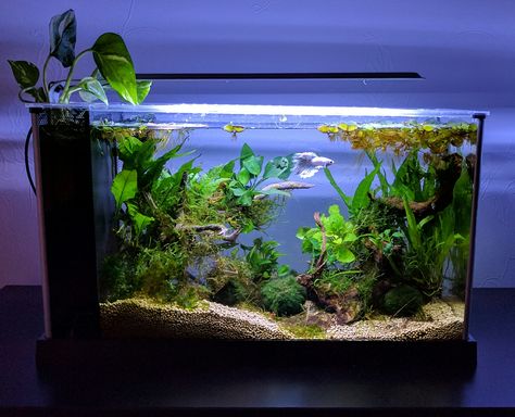 NEW Fluval spec v. 5 gallon version - Planted betta tank. Planted Betta Tank, Betta Tanks, Aquarium Goldfish, 10 Gallon Fish Tank, Fish Aquarium Decorations, Fish Tank Themes, Fish Tank Terrarium, Diy Fish Tank, Cool Fish Tanks