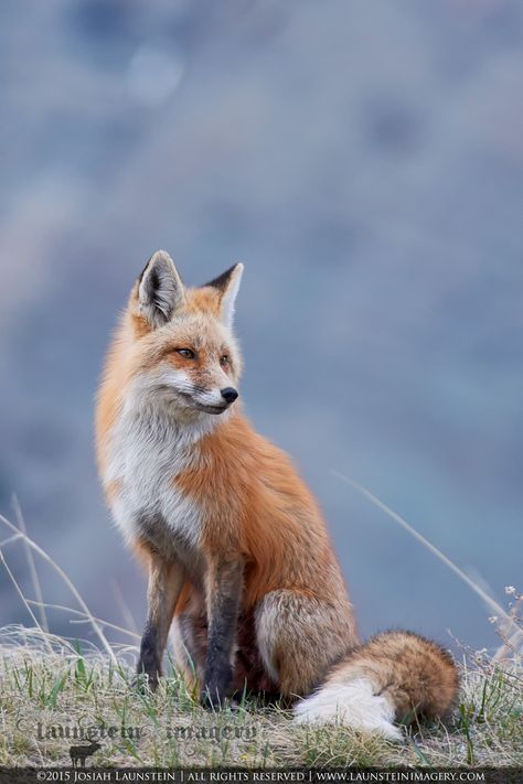 Fox Running, Waterton Lakes National Park, Fox Pictures, Foxes Photography, Animal Study, Pet Fox, Fox Art, Life Pictures, Top Secret