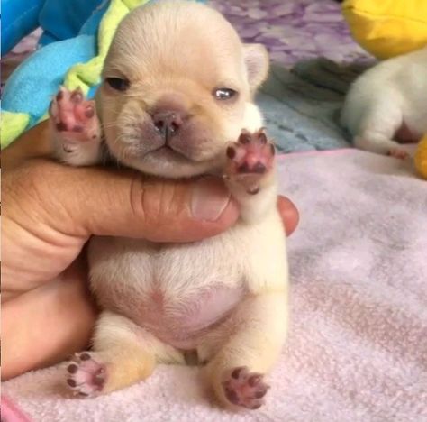 Tiny Puppy, French Puppy, French Puppies, Pibble Puppies, Frenchie Puppy Teacup Mini French Bulldogs, Newborn Chihuahua Puppies, Baby French Bulldog, Dog Memes Cute, Newborn Puppies