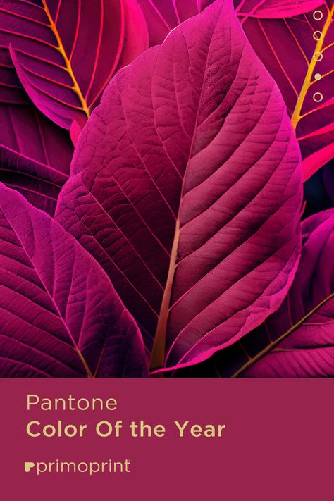 2024 is almost upon us and it’s that time of the year when Pantone announces their annual color pick. 2023 Pantone’s color pick of the year is PANTONE 18-1750, also known as Viva Magenta! 2023 Pantone, Pantone Color Of The Year, Viva Magenta, Marketing Advice, Color Pick, Color Of The Year, Pantone Color, Time Of The Year, The Year