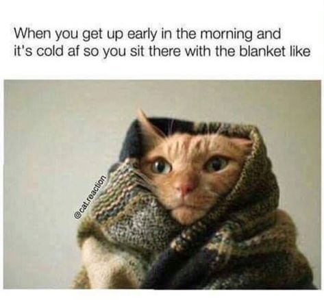 When you get up early in the morning and it's cold so you sit there with the blanket like this. Nursing Fun, Nursing Memes, Nurse Humor, Crazy Cat Lady, Animal Memes, Crazy Cats, Cat Memes, Cat Breeds, Feline