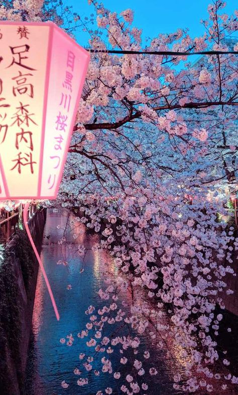 Japan Tourism, Cherry Blossom Trees, Tokyo Japan Travel, Japan Photography, Sakura Tree, Japon Illustration, Fotografi Alam Semula Jadi, Japan Aesthetic, Aesthetic Japan