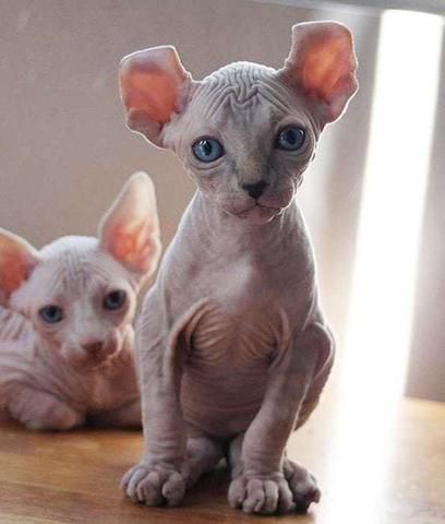 What Cat Breed Is Most Suitable For Me? – Lazy Pets Shop Bambino Cat, Singapura Cat, Feline Beauty, Elf Cat, All Cat Breeds, Popular Cat Breeds, Hairless Cats, American Curl, Sphynx Cats