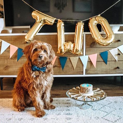 2nd Birthday Balloons, Dog Birthday Photoshoot, Dog Birthday Pictures, Pup Party, Decoration Jungle, Happy Birthday Buddy, Two Wild Birthday, Birthday Second, Dog First Birthday