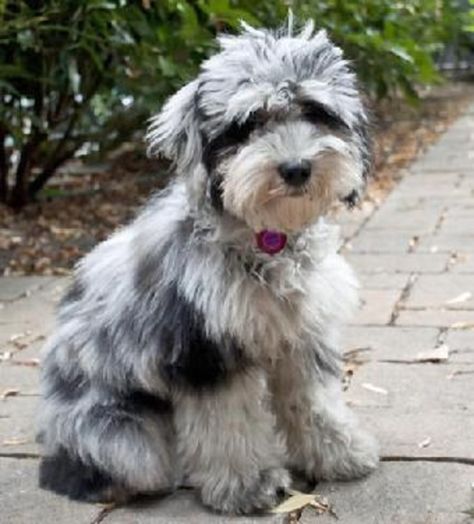 11 Dog Breeds You Didn't Know Existed Australian Shepherd Poodle Mix, Australian Shepherd Red Tri, Aussie Doodle, Great Dog Names, Doodle Dog, Puppy Photos, Poodle Mix, Blue Merle, Primates