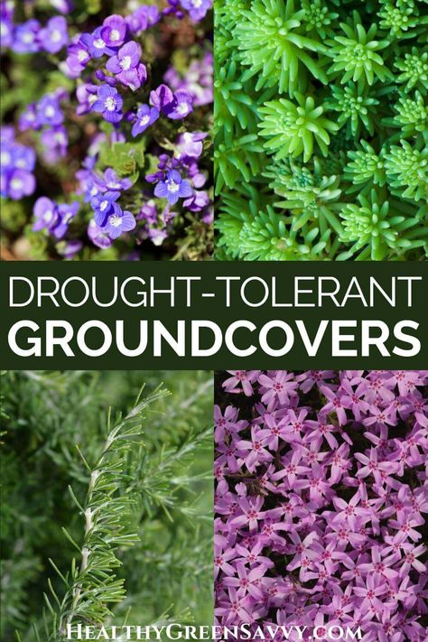 Ground Cover Drought Tolerant, Wedding Garden Decorations, Colorado Gardening, Replace Lawn, Grass Alternative, Water Wise Landscaping, Perennial Ground Cover, High Country Gardens, Lawn Alternatives