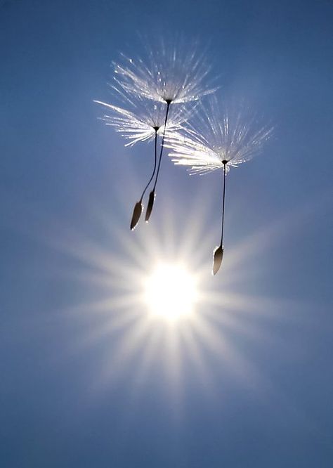 ♥ Blowing In The Wind, Belle Nature, Soyut Sanat Tabloları, Fotografi Alam Semula Jadi, Foto Tips, Trik Fotografi, Jolie Photo, Alam Semula Jadi, Garden Cottage