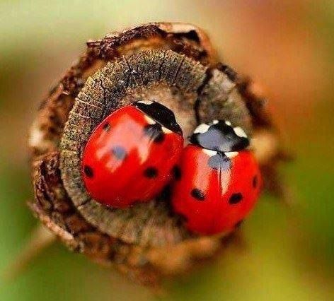 . Lady Beetle, A Bug's Life, Beautiful Bugs, Lady Bird, Bugs And Insects, Love Bugs, Lady Bug, 귀여운 동물, Amazing Nature