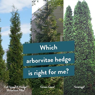 Holmstrup Arborvitae, Mixed Privacy Hedge, Thuja Hedge, Arborvitae Hedge, Schip Laurel, Arborvitae Landscaping, Hedge Fence, Hedges Landscaping, Cedar Hedge