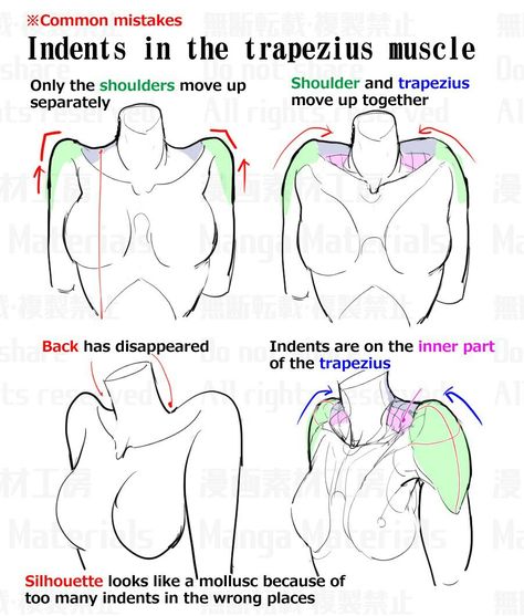 Shoulder Anatomy, Female Anatomy Reference, Drawing Instructions, Anatomy Tutorial, Female Torso, Body Drawing Tutorial, Human Anatomy Drawing, Human Anatomy Art, Anatomy Sketches