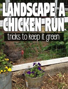 Plants For Chicken Coop, Plants For Chickens, Chicken Coop Blueprints, Coop Run, Urban Chicken Farming, Chicken Coop Garden, Portable Chicken Coop, Chicken Coop Run, Urban Chickens