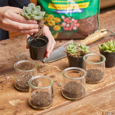 Plant Ideas Indoor, Glass Jars Diy, Indoor Plant Ideas, Succulents In Glass, Crafts With Glass Jars, Plants In Jars, Plant Succulents, Succulent Garden Diy, Succulent Gardening