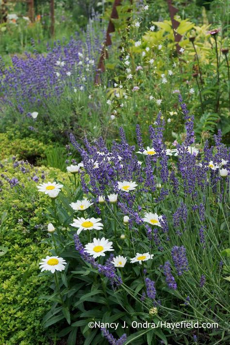 'Munstead' English lavender (Lavandula angustifolia) with 'Snowcap' Shasta daisy (Leucanthemum x superbum), 'Clear Yellow' thyme (Thymus) and branched St Bernard's lily (Anthericum ramosum) [Nancy J. Ondra at Hayefield] What To Plant With Lavender, Anthericum Ramosum, Lavender Munstead, Lavender And Daisy, Lavender And Daisies, Steep Gardens, Summer Blooming Flowers, Deer Resistant Garden, Shasta Daisy