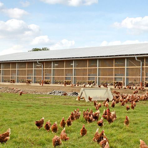 Broiler Poultry Farm House Design Poultry Farm Buildings, Farm House Plans, Reban Ayam, Poultry Farm Design, Farm Resort, Poultry Farming, Broiler Chicken, Chicken Waterer, Poultry House