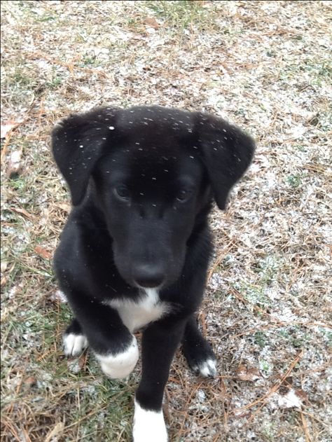 Black Lab Border Collie mix.  I have one and she is the best dog ever!  I wouldn't want any other breed of dog! Border Collie Black Lab, Black Lab Border Collie Mix Dog, Black Lab Mix Dogs, Borador Dogs, Borador Puppy, Border Collie Lab Mix, Lab Mix Puppies, Puppy Black, Border Collie Mix