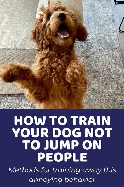 Cockapoo Training Tips, How To Train A Dog Not To Jump, Training Dog Not To Jump, Teach Dog Not To Jump On People, Poodle Training Tips, Golden Doodle Training Tips, Training Goldendoodle Puppy, Goldendoodle Puppy Haircut, Mini Golden Doodle Haircut