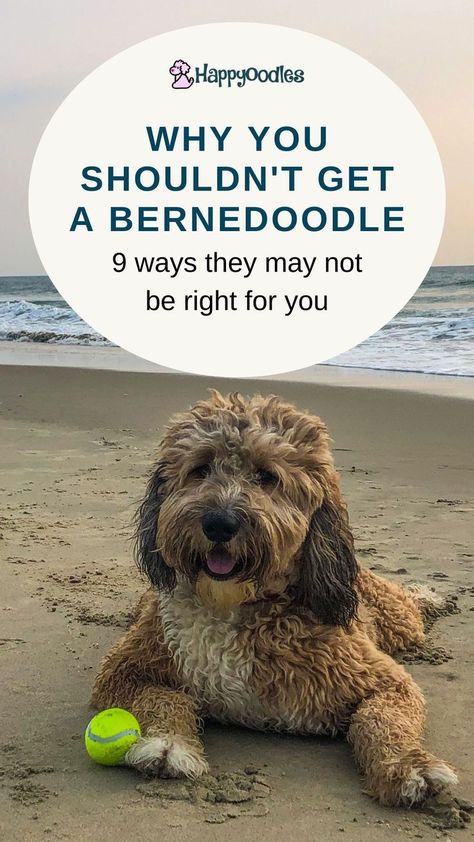 Mini Bernese Mountain Dog, Labradoodle Vs Goldendoodle, Bernese Mountain Dog Poodle, Bernadoodle Puppy, Doodle Dog Breeds, Dog Breeds That Dont Shed, Bernese Dog, Teddy Bear Puppies, Bernese Mountain Dog Puppy