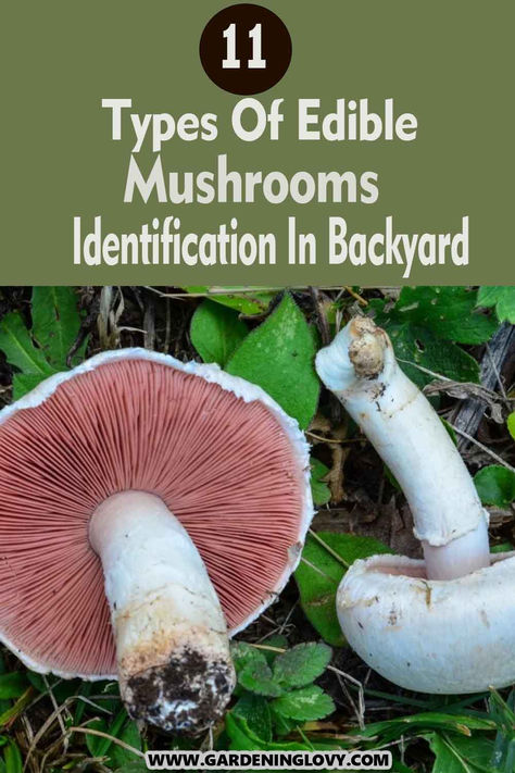 Growing Portabella Mushrooms At Home, Wild Mushrooms Identification, Edible Mushrooms Identification, Wild Mushrooms Photography, Mushroom Identification Chart, Edible Mushrooms Chart, Mushrooms In Yard, Mushrooms Identification, Mushroom Book