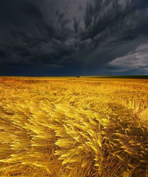 Huge Storm Incoming, Wetterau, Germany Wheat Field, Wheat Fields, Cloudy Sky, Storm Clouds, Dark Beauty, Pablo Picasso, Landscape Photographers, Most Beautiful Places, Natural Wonders