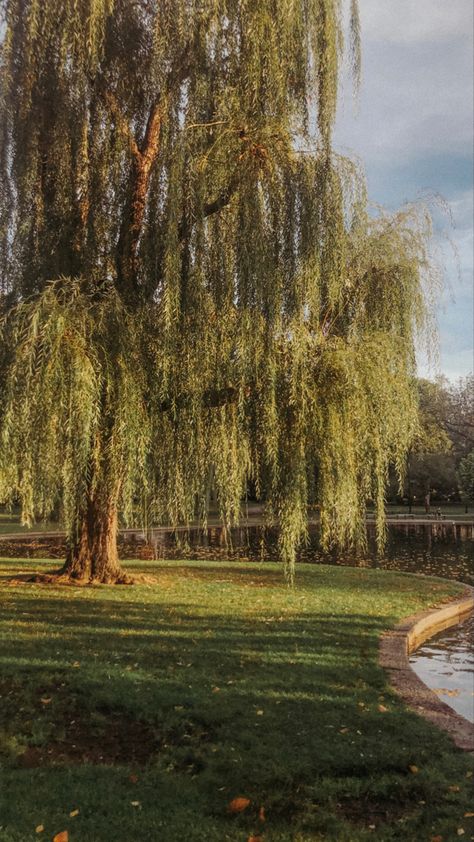 Willow Tree Wallpaper Aesthetic, House With Willow Tree, Trees For Backyard Landscaping, Weeping Willow Tree Front Yard, Large Willow Tree, Large Tree Aesthetic, Willow Trees Aesthetic, Weeping Willow Wallpaper, Weeping Willow Aesthetic