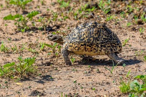 Tortoise Substrate, Tortoise Food, Tortoise House, Tortoise Enclosure, Tortoise Table, Leopard Tortoise, Tortoise Care, Types Of Grass, Reptile Habitat